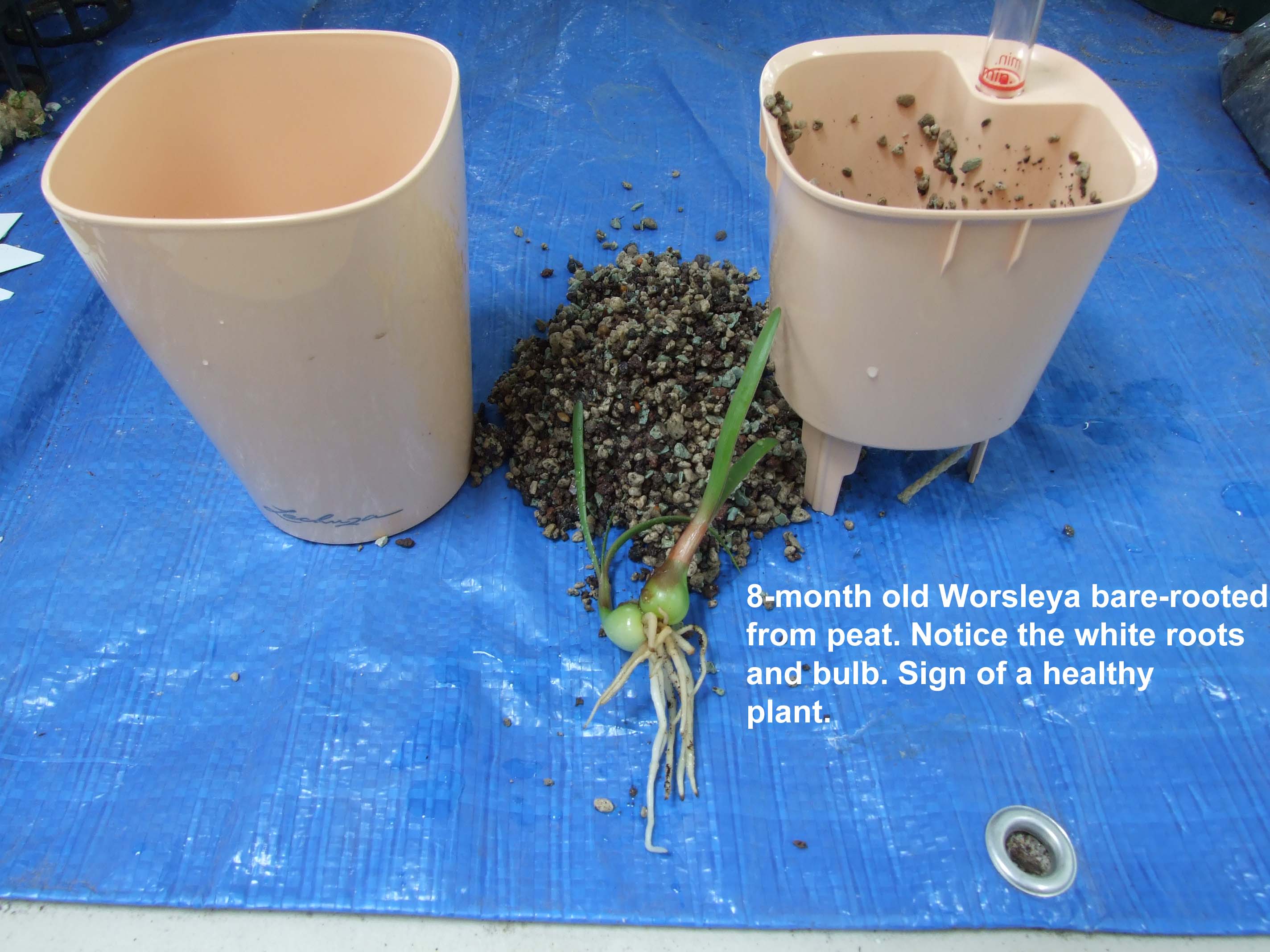 8-month old Worsleya bare-rooted
